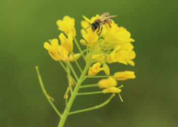 Znaczenie owadów zapylających dla przyrody i rolnictwa