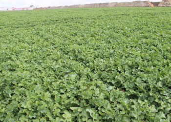 Akademia Rzepaku, Spytkówki, 28.03.2019