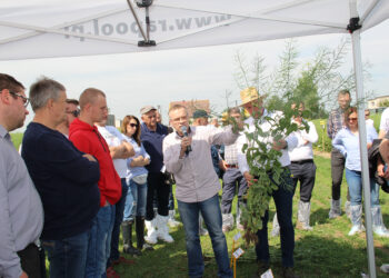 Wybór odmiany a efektywne wykorzystanie azotu