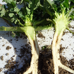 Bor – bardzo ważny mikroelement w uprawie rzepaku