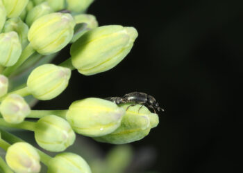 Pierwsze słodyszki na rzepaku