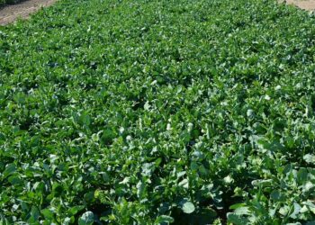 Co nowego na poletkach rzepaku?