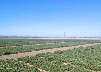 Co nowego na poletkach rzepaku?