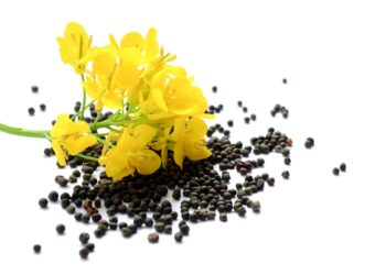 Buteo Start – nowa zaprawa insektycydowa