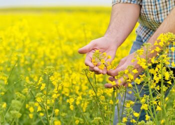 Zagrożenie COVID-19 – informacja dla rolników, plantatorów