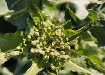 Przyroda budzi się do życia – rzepak „wystartował”!