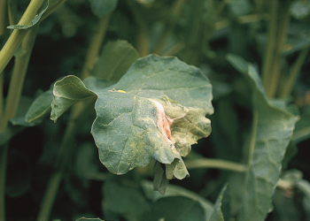 Szara pleśń na rzepaku w Wielkopolsce