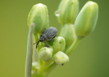Chowacz podobnik atakuje rzepak