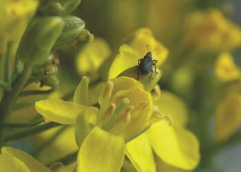 Chowacz podobnik nalatuje od strony lasów