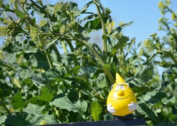 Relacja z pól w stacji doświadczalnej „Farol”                                             w Falęcinie