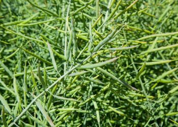 X-Met: skoncentrowany i skuteczny