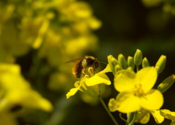 Bezpieczeństwo pszczół jest bardzo ważne!
