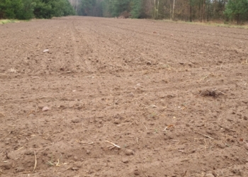 Jak zapewnić czysty start ziemniakom?