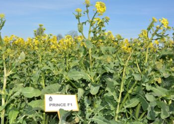 Początek kwitnienia rzepaku