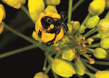 Czym zwalczać słodyszka?