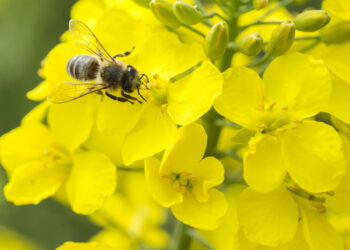 Rzepak – roślina miododajna