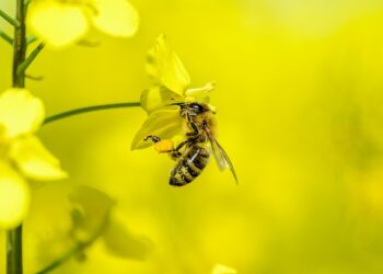 Rzepak – roślina miododajna