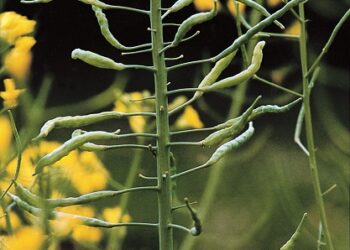 Liczne muchówki pryszczarka na rzepaku