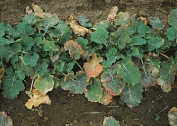 Coraz więcej wirusa żółtaczki rzepy