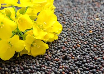 Zaprawa neonikotynowa dopuszczona do stosowania w rzepaku