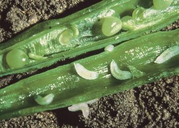 Larwy pryszczarka w łuszczynach rzepaku