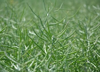 Lustracja rzepaku w fazie rozwoju łuszczyn