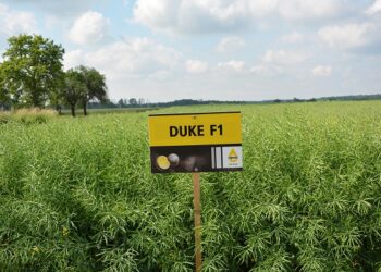 Lustracja rzepaku w fazie rozwoju łuszczyn