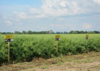 Lustracja rzepaku w fazie rozwoju łuszczyn