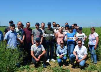 Lustracja poletek w Falęcinie