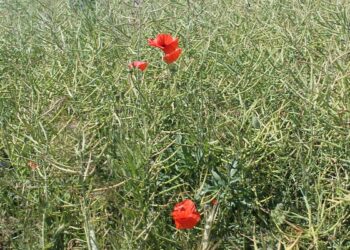 Jak zwalczać chwasty w rzepaku?