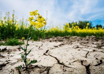 Wapno nawozowe pomoże w walce z suszą na polskich polach