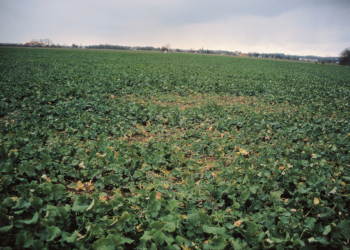 Kiła kapusty – groźna choroba rzepaku