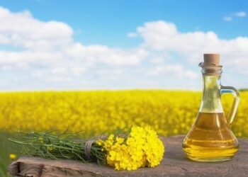 Kolejny rekordowy przerób rzepaku