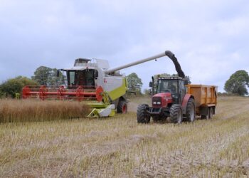 Plon rzepaku dobrej jakości