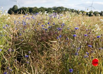 Doglebowa czy nalistna? Ochrona herbicydowa rzepaku ozimego