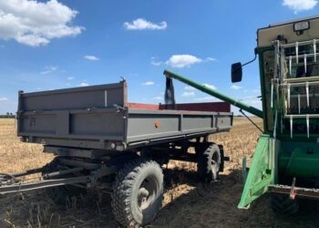 Żniwa w stacji hodowlanej w Goli