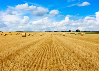 Siejesz rzepak – zacznij od właściwego przygotowania stanowiska