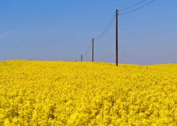 Rzepak – jak dbać o złoto polskich pól?