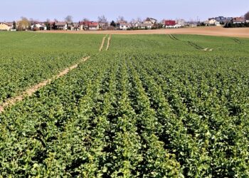 Jak zatrzymać wodę w glebie podczas upałów?