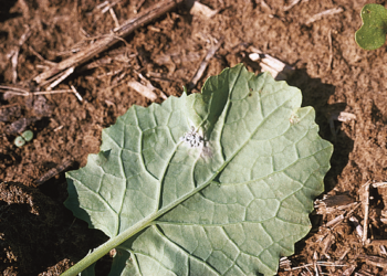 Pierwsze mszyce brzoskwiniowe na młodych roślinach rzepaku