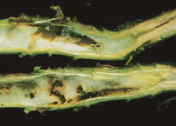 Uwaga na śmietkę kapuścianą