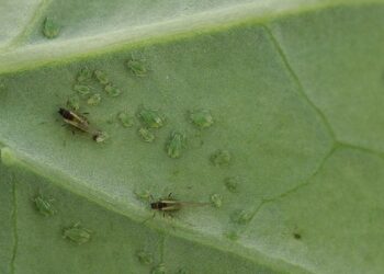 Pierwsze mszyce brzoskwiniowe na młodych roślinach rzepaku