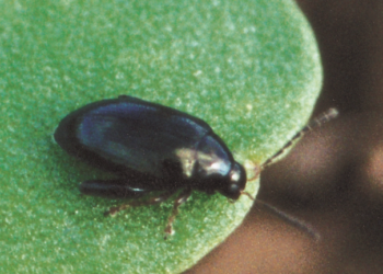 Pchełki – groźne szkodniki rzepaku