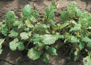 Na wschodach rzepaku licznie pojawiły się pchełki