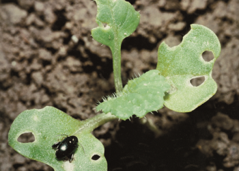 Pchełki – groźne szkodniki rzepaku