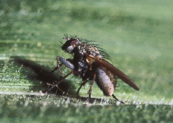 Uwaga na śmietkę kapuścianą