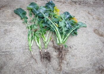 Zdrowy rzepak od podstaw