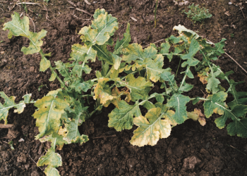 Bor i mangan dolistnie jesienią