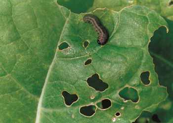 Gnatarz rzepakowiec – pierwsze gąsienice na rzepaku (komunikat IOR)