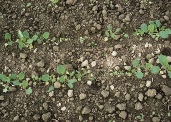 Mączniak rzekomy na wielu plantacjach rzepaku